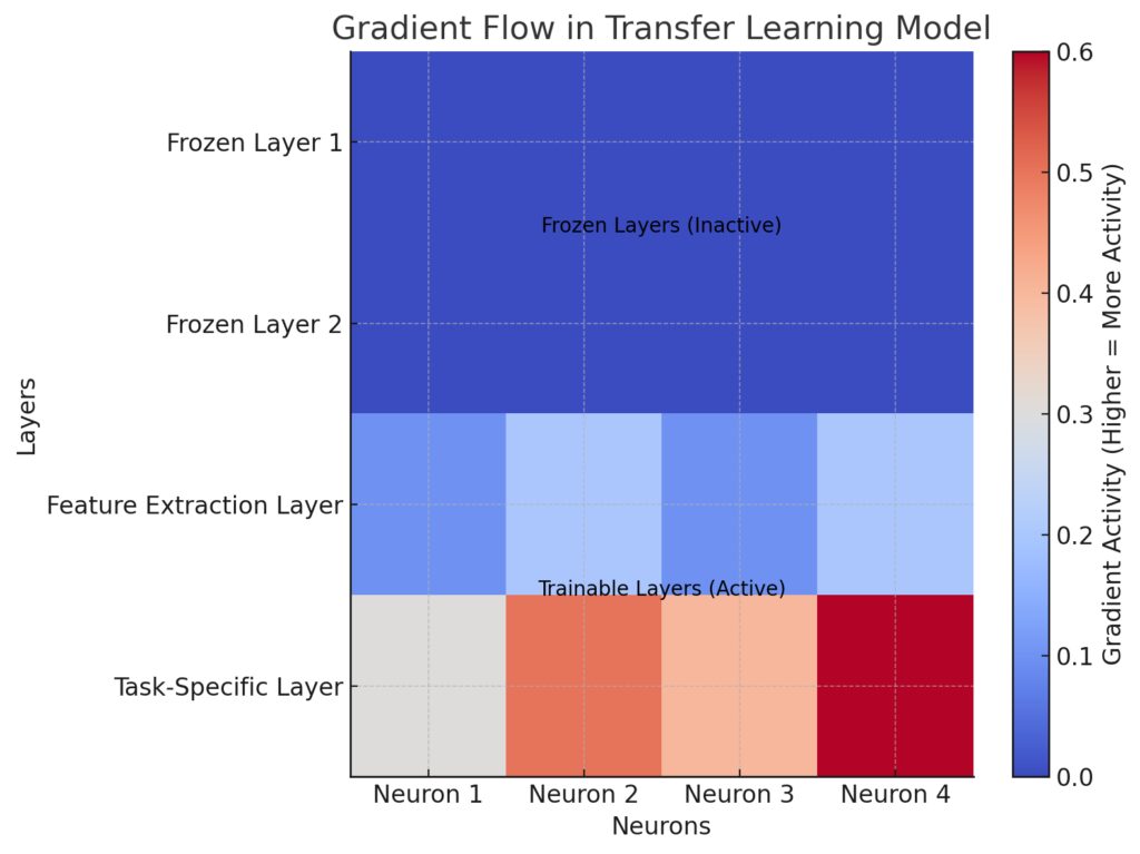 Gradient flow in a transfer learning model, highlighting frozen and trainable layers during fine-tuning.